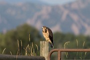 Sigma 150-600mm Test Shots  Swainson's Hawk