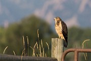 Sigma 150-600mm Test Shots  Swainson's Hawk