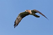 Sigma 150-600mm Test Shots  Swainson's Hawk