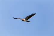 Sigma 150-600mm Test Shots  Swainson's Hawk