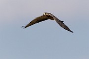 Sigma 150-600mm Test Shots  Swainson's Hawk - Immature