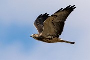 Sigma 150-600mm Test Shots  Swainson's Hawk - Immature