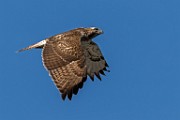 Sigma 150-600mm Test Shots  Red-tailed Hawk (Immature)