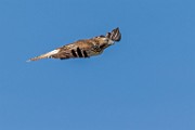 Sigma 150-600mm Test Shots  Red-tailed Hawk (Immature)
