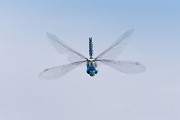 Sigma 150-600mm Test Shots  Dragonfly - Southern hawker