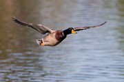 Sigma 150-600mm Test Shots