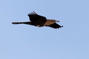 Sigma 150-600mm Test Shots  Great-tailed Grackle - Female