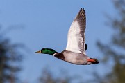 Sigma 150-600mm Test Shots