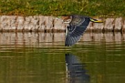 Sigma 150-600mm Test Shots  Green Heron