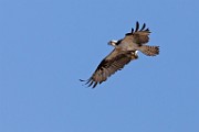 Sigma 150-600mm Test Shots  Osprey