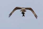 Sigma 150-600mm Test Shots  Osprey