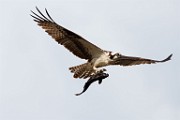 Sigma 150-600mm Test Shots  Osprey