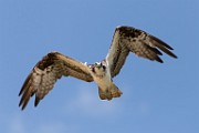 Sigma 150-600mm Test Shots  Osprey