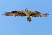 Sigma 150-600mm Test Shots  Osprey