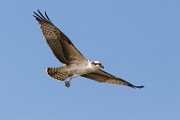 Sigma 150-600mm Test Shots  Osprey