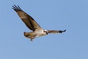 Sigma 150-600mm Test Shots  Osprey