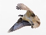 Sigma 150-600mm Test Shots  Osprey