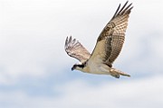 Sigma 150-600mm Test Shots  Osprey