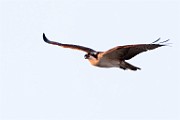 Sigma 150-600mm Test Shots  Osprey