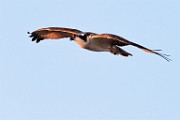 Sigma 150-600mm Test Shots  Osprey