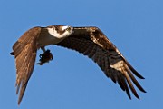 Sigma 150-600mm Test Shots  Osprey