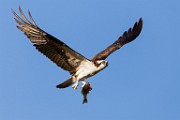 Sigma 150-600mm Test Shots  Osprey