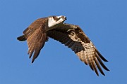Sigma 150-600mm Test Shots  Osprey