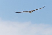 Sigma 150-600mm Test Shots  Osprey