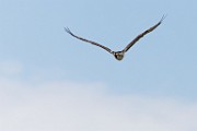 Sigma 150-600mm Test Shots  Osprey