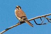 Sigma 150-600mm Lens Test Shots  American Kestrel