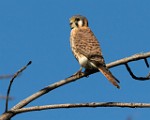 Sigma 150-600mm Lens Test Shots  American Kestrel