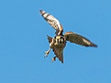 Sigma 150-600mm Lens Test Shots  American Kestrel