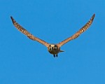 Sigma 150-600mm Lens Test Shots  American Kestrel