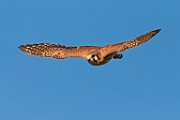 Sigma 150-600mm Lens Test Shots  American Kestrel
