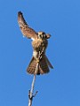 Sigma 150-600mm Lens Test Shots  American Kestrel