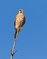 Sigma 150-600mm Lens Test Shots  American Kestrel