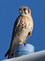 Sigma 150-600mm Test Shots  American Kestrel