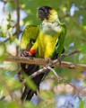 Sigma 150-600mm Test Shots  Parakeet; Nanday; also Black-hooded Parakeet : Parakeet, Nanday, also Black-hooded Parakeet