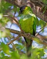 Sigma 150-600mm Test Shots  Parakeet; Nanday; also Black-hooded Parakeet : Parakeet, Nanday, also Black-hooded Parakeet