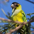 Sigma 150-600mm Test Shots  Parakeet; Nanday; also Black-hooded Parakeet : Parakeet, Nanday, also Black-hooded Parakeet