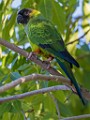 Sigma 150-600mm Test Shots  Parakeet; Nanday; also Black-hooded Parakeet : Parakeet, Nanday, also Black-hooded Parakeet
