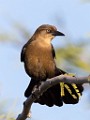 Sigma 150-600mm Test Shots  Great-tailed Grackle - Female