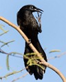 Sigma 150-600mm Test Shots  Great-tailed Grackle - Male