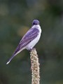 Sigma 150-600mm Test Shots  Eastern Kingbird