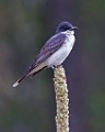 Sigma 150-600mm Test Shots  Eastern Kingbird