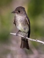 Sigma 150-600mm Test Shots  House Wren