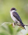 Sigma 150-600mm Test Shots  Eastern Kingbird