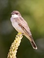 Sigma 150-600mm Test Shots  House Wren