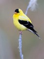 Sigma 150-600mm Test Shots  American Goldfinch (Breeding Male)