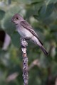 Sigma 150-600mm Test Shots  House Wren